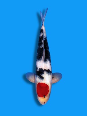 Tancho Showa | Koi&Co